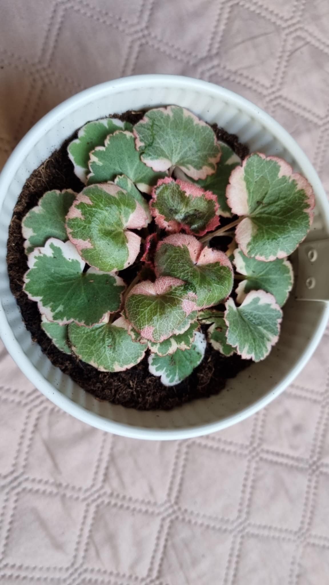 Saxifraga stolonifera Curtis Image 2